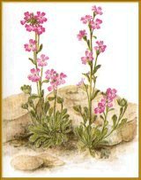 Alpen-Steinbalsam (Erinus alpinus L.)