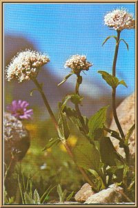 Berg-Baldrian (Valeriana montana L.)