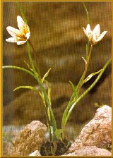 Faltenlilie (Lloydia serotina (L.) Rchb.)