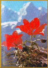 Feuerlilie (Lilium croceum Chaix)