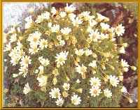Einbltiges Hornkraut (Cerastium uniflorum Clairy.)