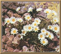 Alpen-Margerite (Chrysanthemum alpinum L.)