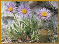 Alpen-Aster (Aster alpinus L.)