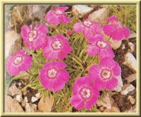 Alpen-Nelke (Dianthus alpinus L.)