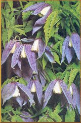 Alpenrebe (Clematis alpina (L.) Mill.)