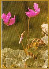 Alpenveilchen (Cyclamen purpurascens Mill.)