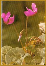 Alpenveilchen (Cyclamen purpurascens Mill.)