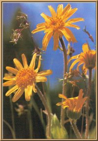 Arnika (Arnica montana L.)