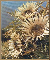 Silberdistel (Carlina acaulis L.)