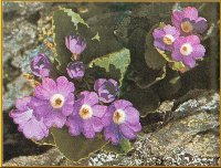 Drsige Schlsselblume (Primula hirsuta All.)