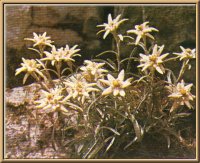 Edelweiss (Leontopodium alpinum Cass.)