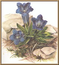 Stengelloser Enzian (Gentiana clusii Perr, et Sang)