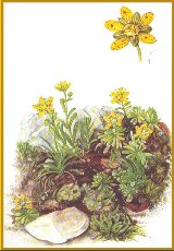 Fetthennen-Steinbrech (Saxifraga aizoides L.)