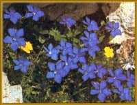 Frühlings-Enzian (Gentiana verna L.)