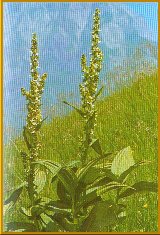 Grüner Germer (Veratrum lobelianum Bernh.)