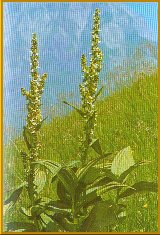 Grner Germer (Veratrum lobelianum Bernh.)