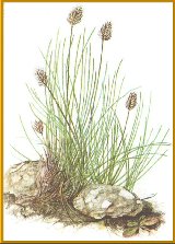 Zweizeiliges Kopfgras (Oreochloa disticha (Wulf.) Link)