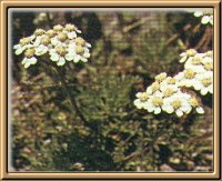 Moschus-Schafgarbe (Achillea moschata Wulf.)