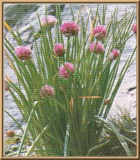 Alpen-Schnittlauch (Allium sibiricum L.)