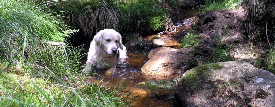 Urlaub mit hunden